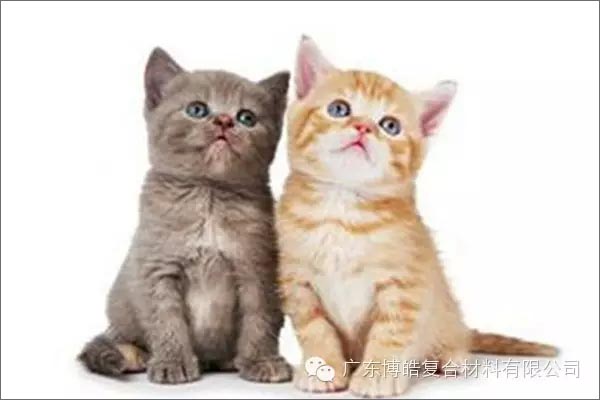白貓黑貓，抓住老鼠就是好貓